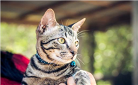 怀孕的猫能吃驱虫药吗有影响吗