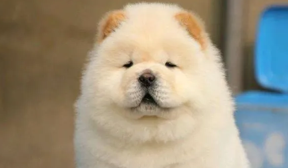 松狮狗幼犬多少钱一只-宠物网