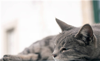 猫咪临产前分泌物是什么样的