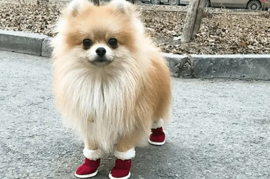 博美狗抽筋抽了很多次了怎么办