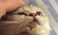 猫得猫癣不治会死吗？