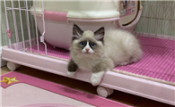养布偶猫的好处和坏处