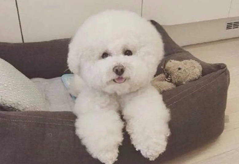 吃了死老鼠的狗还能吃吗 吃了死老鼠的狗还能吃吗