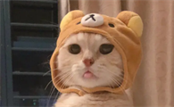 幼猫可以喝水吗？