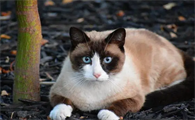 猫可以憋住八小时不大小便吗为什么