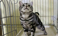 美短猫的价格是多少