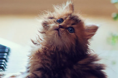 小猫拉稀不吃饭,怎样治疗? 小猫拉稀不吃饭,怎样治疗?