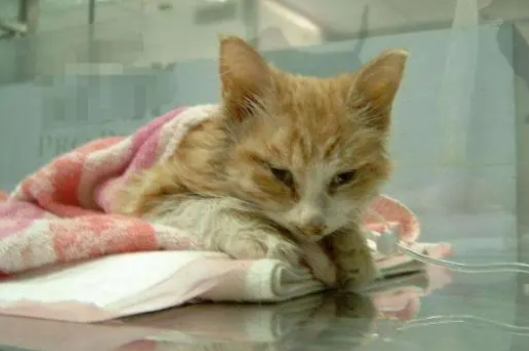 猫咪尿血是怎么回事 猫咪尿血是怎么回事