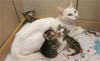 猫怀孕会孕吐吗多久