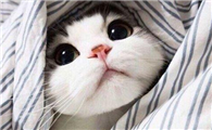 猫咪奶水不足表现症状有哪些
