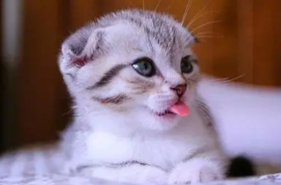 1个多月的小猫为什么一直叫个不停