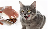 猫咪胸口上有软软的包怎么回事