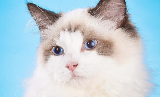 串串布偶猫多少钱一只