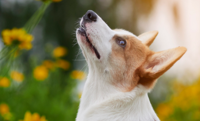 带你全方位解析柯基犬的特点有哪些？