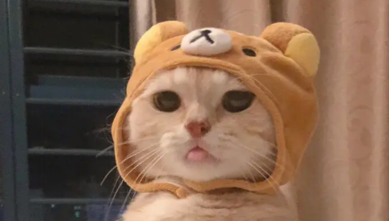 幼猫可以喝水吗？