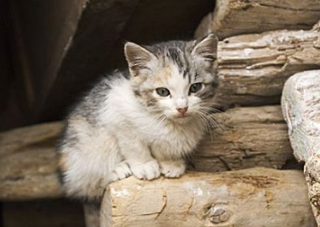 猫咪突然腿瘸可能是什么原因 猫咪突然腿瘸可能是什么原因