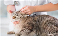 猫咪身上有跳蚤怎么办