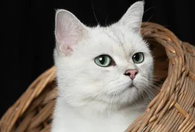 猫耳朵里有黄结块怎么回事