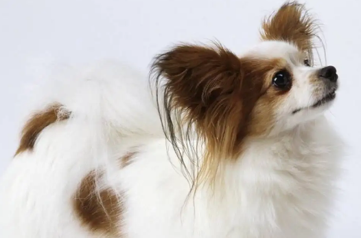 不知道蝴蝶犬和狐狸犬的区别？看过来！