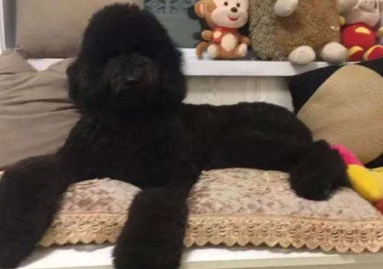 巨贵几个月开始疯长，铲屎官们来看看吧~