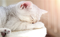 奶猫戒奶要和母猫隔离多久