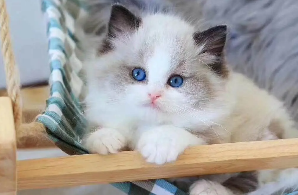 看布偶猫纯不纯?这里有方法~ 看布偶猫纯不纯?这里有方法~
