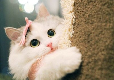 猫咪口炎吃什么食物