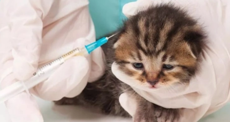 猫咪打疫苗和驱虫可以一起吗 猫咪打疫苗和驱虫可以一起吗