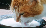 猫咪可以喝牛奶吗