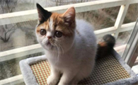 猫可以吃生鸡蛋吗