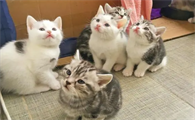 刚养的小猫咪一直叫个不停是怎么回事呀