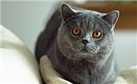 猫咪趾间炎怎么治疗