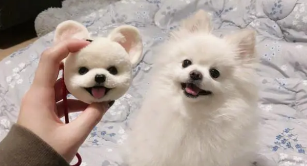 博美犬不吃不喝没精神怎么办呢 博美犬不吃不喝没精神怎么办呢
