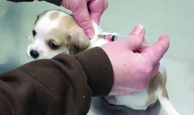 幼犬第一针可以打八联吗