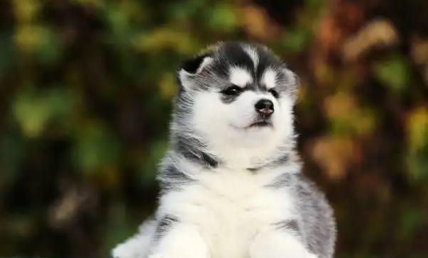 哈士奇幼犬怎么喂养