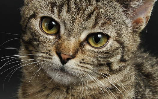 猫咪驱虫项圈对猫咪有害吗