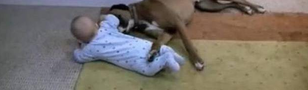 女主人外出买菜,让狗狗照看小主人,回家后看见这幕后笑坏了 女主人外出买菜,让狗狗照看小主人,回家后看见这幕后笑坏了