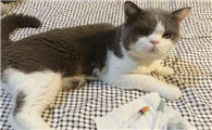 猫除螨虫用什么药好