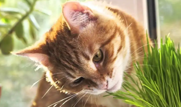 猫不吃猫草咋办?这几种方法可以尝试 猫不吃猫草咋办?这几种方法可以尝试
