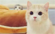 两只猫驱虫多久可以互舔啊