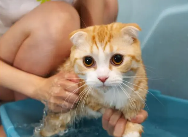 宠物猫用洗澡吗怎么洗 宠物猫用洗澡吗怎么洗