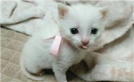 小幼猫拉肚子怎么办