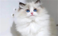 母猫怀孕有什么症状
