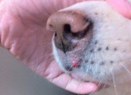 狗狗下巴长了好多小痘痘怎么回事 狗狗下巴长了好多小痘痘怎么回事
