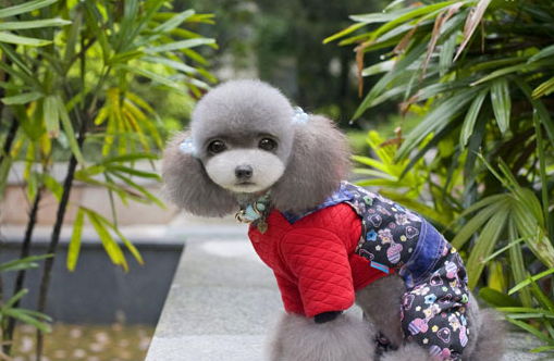 迷你贵宾犬多少钱一只