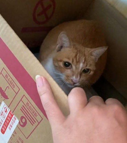 待产流浪猫找上门，冲着男子“喵喵”直叫：我快生了，快帮帮我