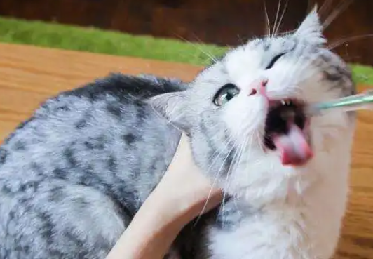 猫咪驱虫多久做一次合适 猫咪驱虫多久做一次合适