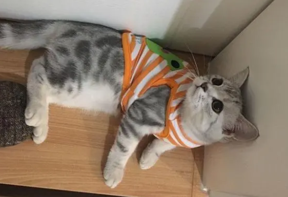 小猫能吹空调吗 小猫能吹空调吗