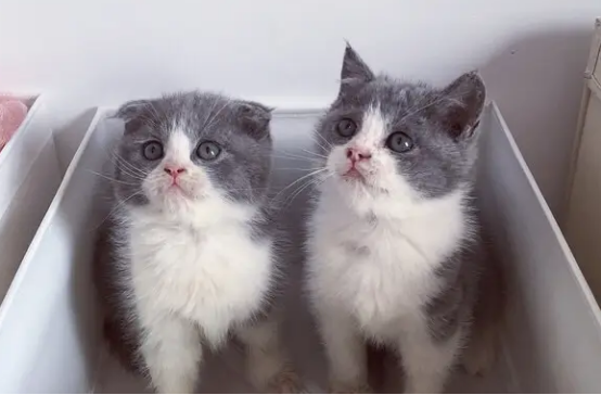 英短蓝猫喜欢你的话,会有哪些表现? 英短蓝猫喜欢你的话,会有哪些表现?