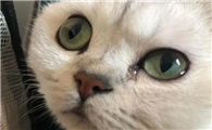 猫咪眼睛有分泌物怎么回事儿